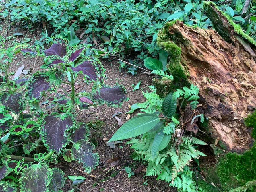 Paraty: Gold Trail Rainforest Hiking Tour - Historical context you can carry after the hike