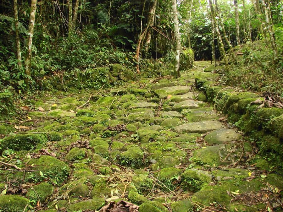 Paraty: Gold Trail Rainforest Hiking Tour - What to bring for a comfortable Atlantic Forest hike