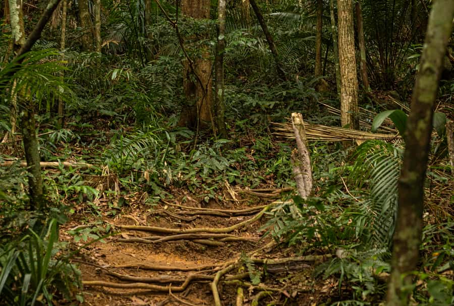 Paraty: Pão de Açucar Peak Trekking and Hiking Tour - Who this tour is best for in Paraty