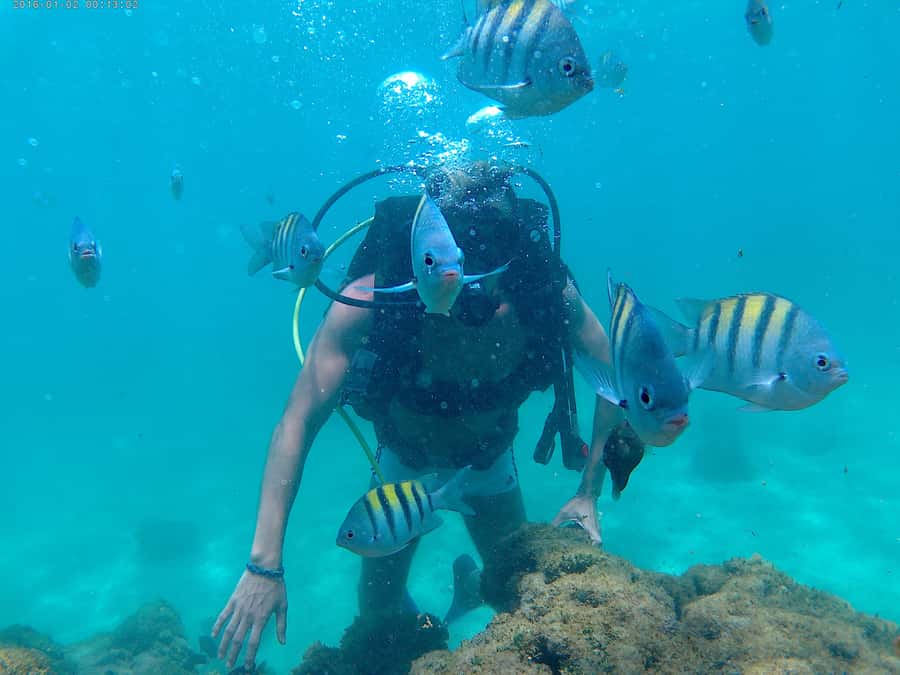 Porto Galinhas Full Day Tour - Natural Pools Plus Hippocampus Project Entrance: Two Fees, One Water-Focused Plan