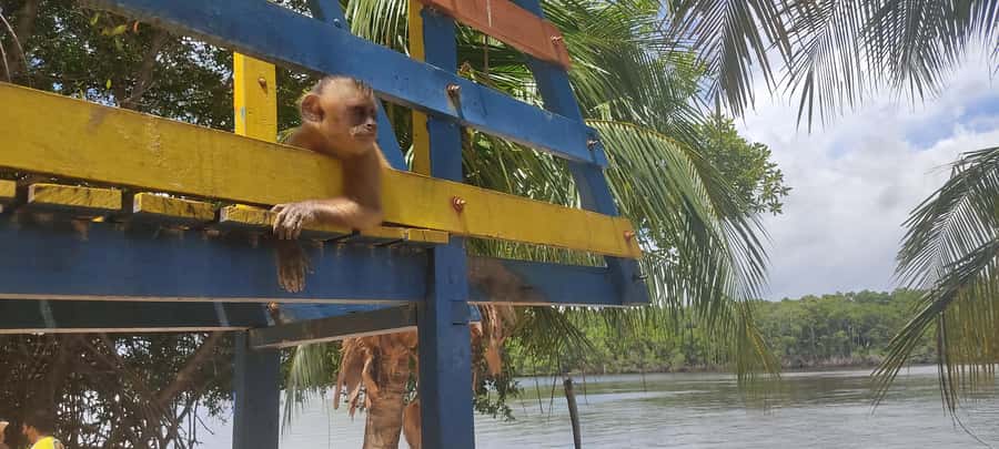 Preguicas River Speedboat Tour - Morning Pickup to Barreirinhas Port: The 4x4 Start