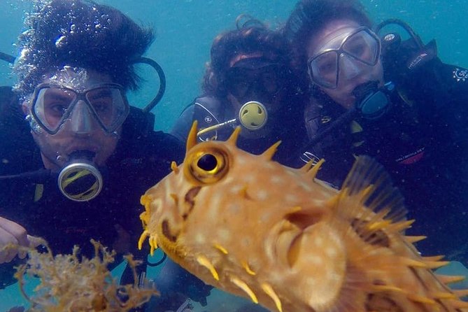 Private Program for Accredited Diver in Búzios - Praia João Fernandes Natural Pool, and what you will see
