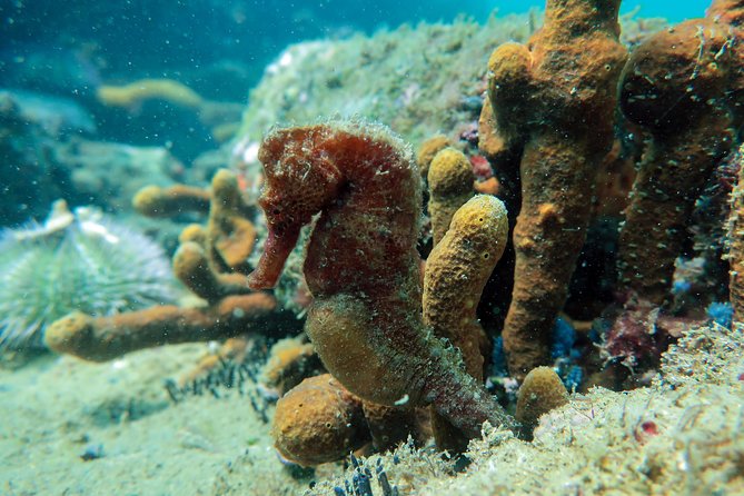 Private Program for Accredited Diver in Búzios - Price and value: $75 per person with gear included