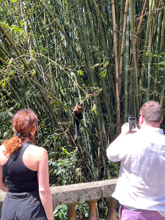 Private Tijuca Forest & Botanical Garden Guided Tour - Hotel Pickup and the Chinese Viewpoint First Stop at 388 Meters