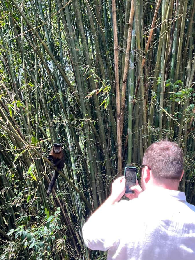 Private Tijuca Forest & Botanical Garden Guided Tour - What to Bring for a Forest and Garden Day
