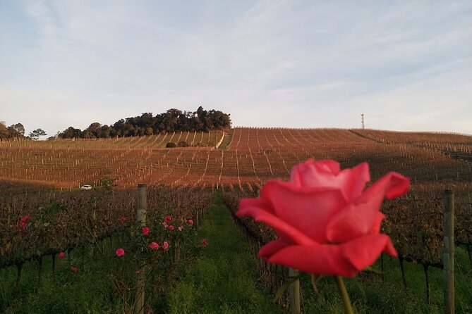 Private Tour to Serra Gaúcha Vineyards - Your Day Starts With Italian Settlers, Not Just Grapes