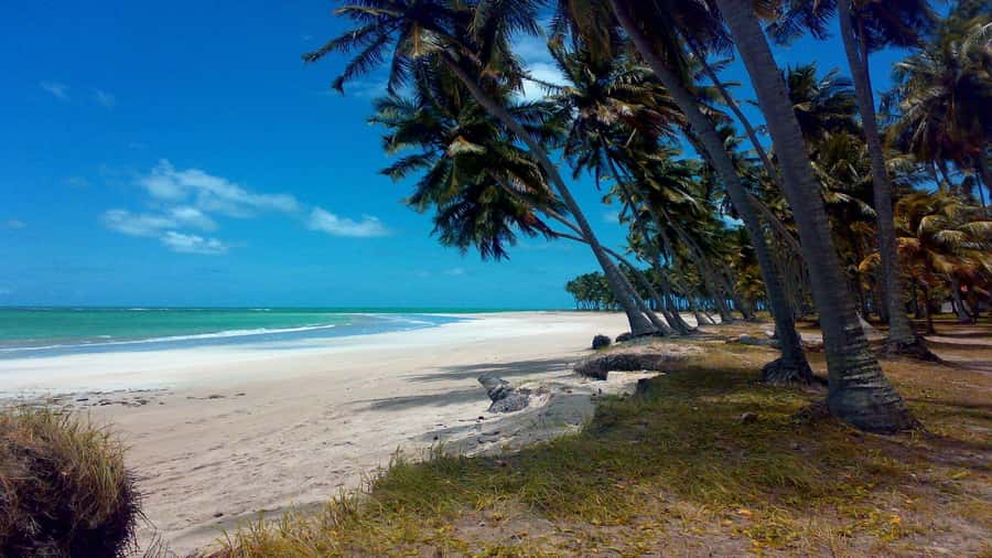 Recife: Tour to Carneiros with Catamaran Ride - Carneiros Beach by catamaran, a fast escape from Recife