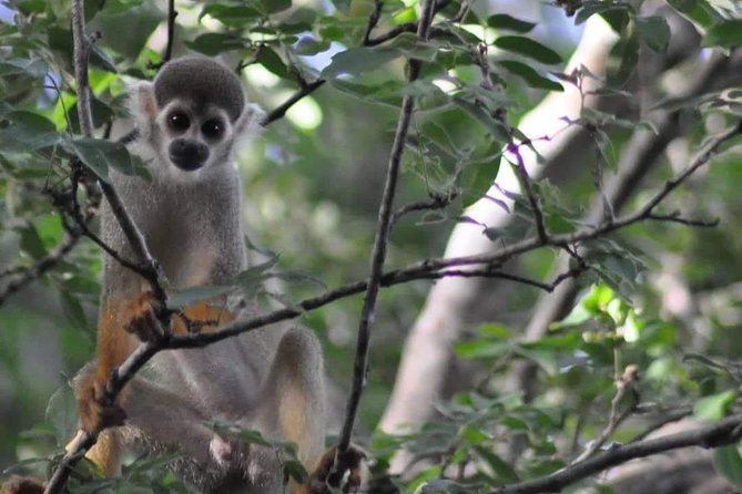 Regional Cruise in the Amazon - Language barrier? The guides handle the hard part