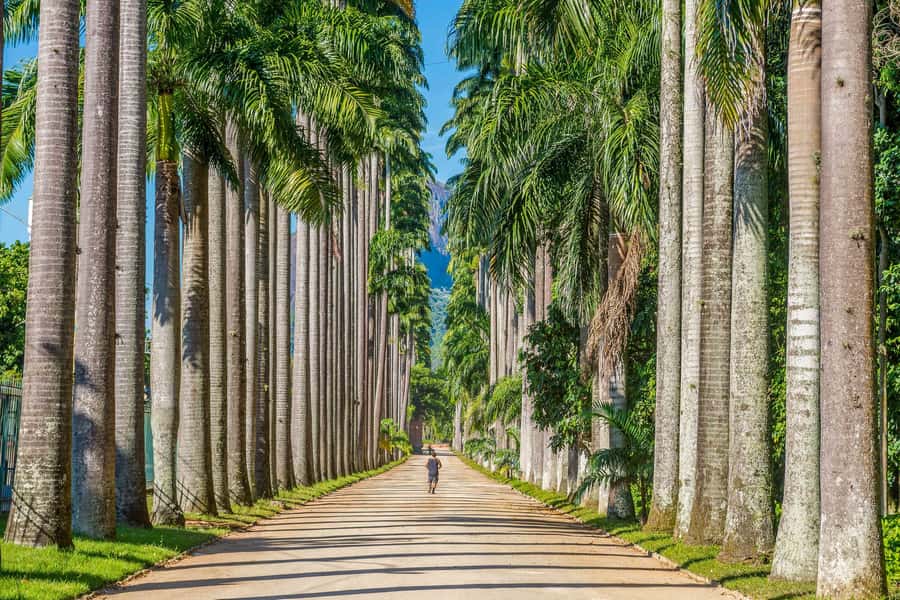 Rio: Botanical Garden, Tijuca Forest, and Parque Lage Tour - Practical tips that make the day smoother