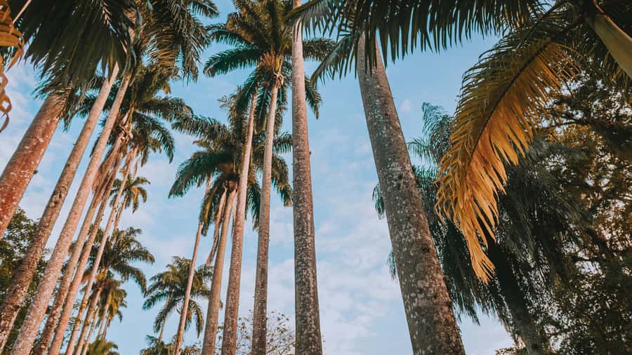 Rio de Janeiro: 4-Hour Botanical Garden & Tijuca Forest Tour - Key things I’d circle before you book