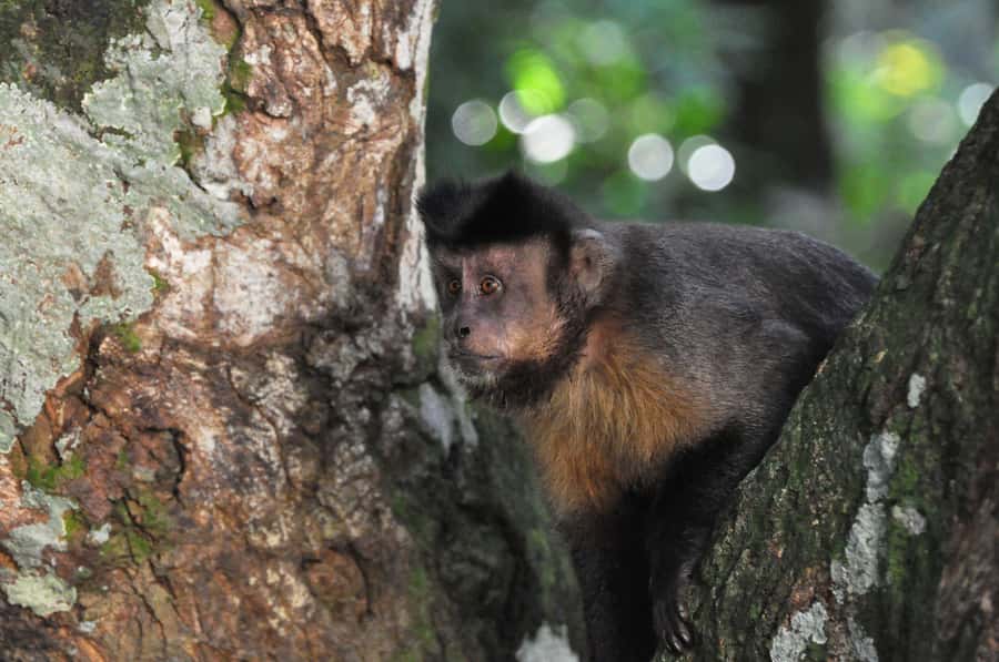Rio de Janeiro: 4-Hour Botanical Garden & Tijuca Forest Tour - Who this tour suits best