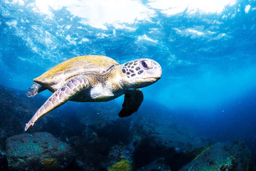 Rio de Janeiro: Arraial do Cabo Scuba Diving Day Trip - Boat time, safety briefings, and snacks that actually help