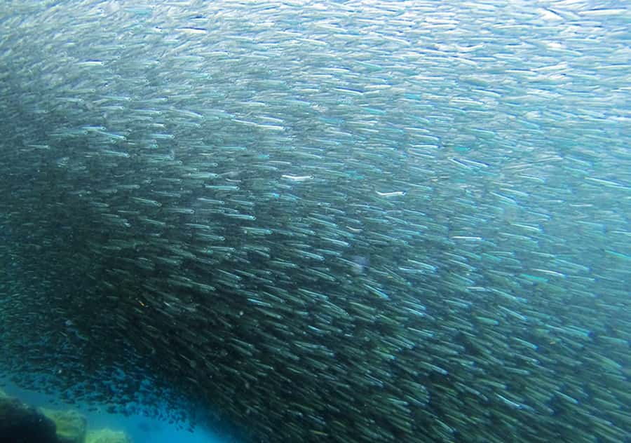 Rio de Janeiro: Arraial do Cabo Scuba Diving Day Trip - Arraial do Cabo marine wildlife, clarity, and why people travel for this