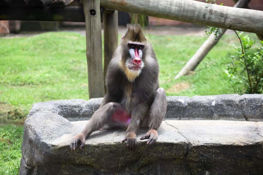 Rio de Janeiro: BioParque Guided Tour with Transfer - BioParque Is a Conservation Center, Not a Traditional Zoo