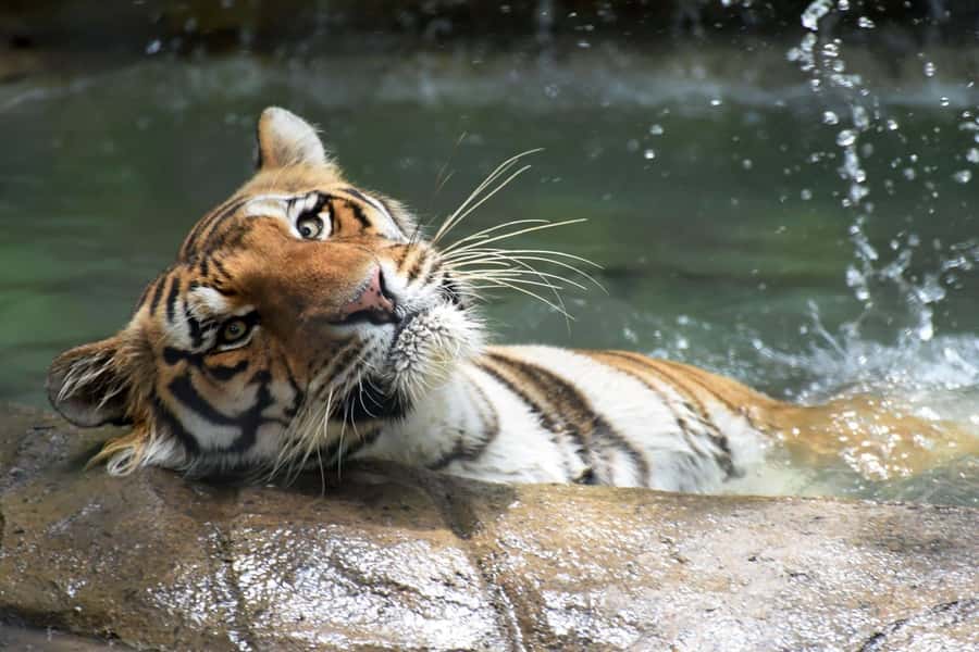 Rio de Janeiro: BioParque Guided Tour with Transfer - Inside the Park: 51 Enclosures and 140 Species