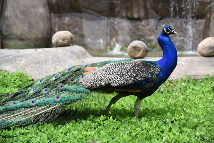 Rio de Janeiro: BioParque Guided Tour with Transfer - Conservation and Animal Welfare Explanations That Actually Help