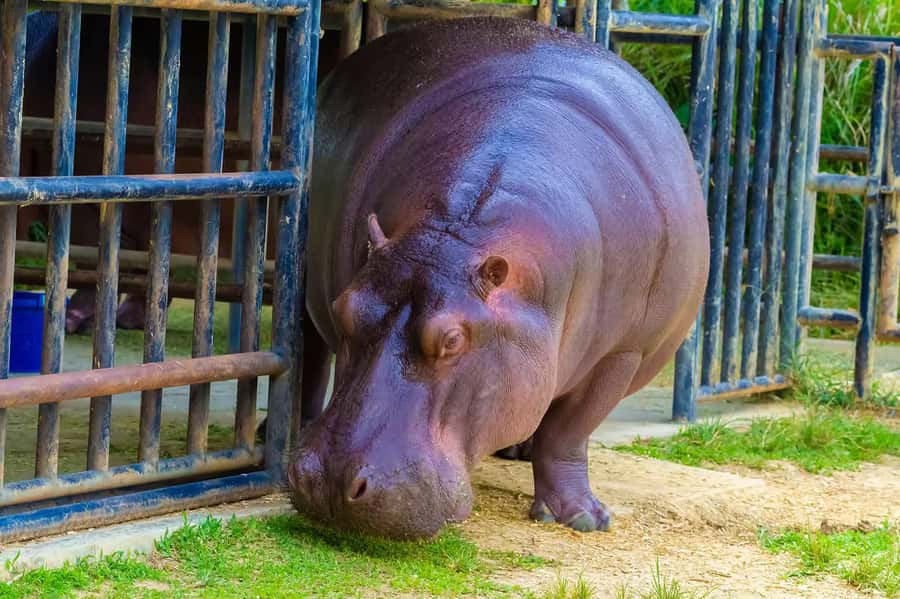 Rio de Janeiro: BioParque Guided Tour with Transfer - What to Bring (and What to Plan for in Rio Heat)