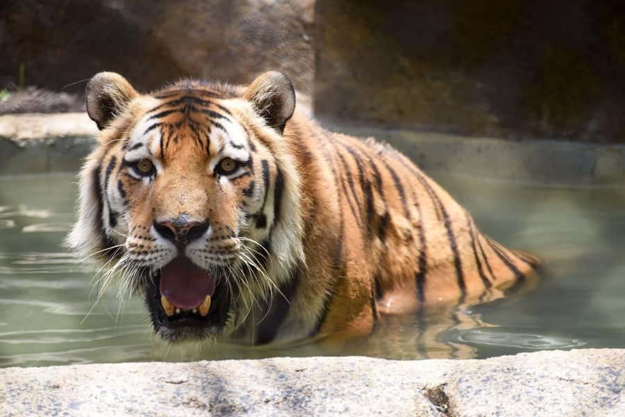 Rio de Janeiro: BioParque Guided Tour with Transfer - Who This Tour Fits Best