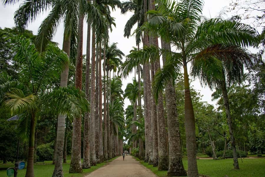 Rio de Janeiro: Botanical Garden & Tijuca Forest Guided Tour - Price and Value: Where Your $85 Goes, and What You Still Pay