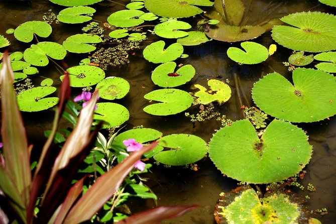 Rio de Janeiro Botanical Garden Tour - Free time after the 90 minutes: how to use it well
