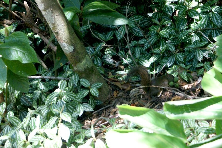 Rio de Janeiro: Guided Jeep Tour through Tijuca Rainforest - Wildlife spotting and bird-and-butterfly chances, with the right mindset