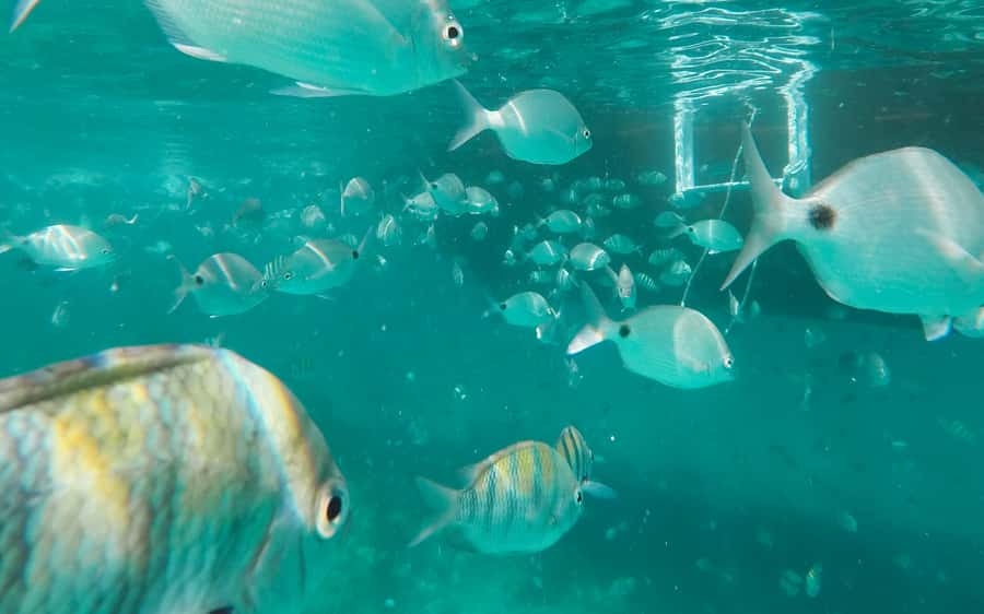 Rio de Janeiro: Ilha Grande with Boat Tour & Optional Lunch - Price and value: is $65 worth it?