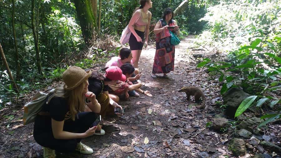 Rio de Janeiro: Jeep Tour in the Tijuca Forest - Wildlife in Tijuca: your odds, not a promise