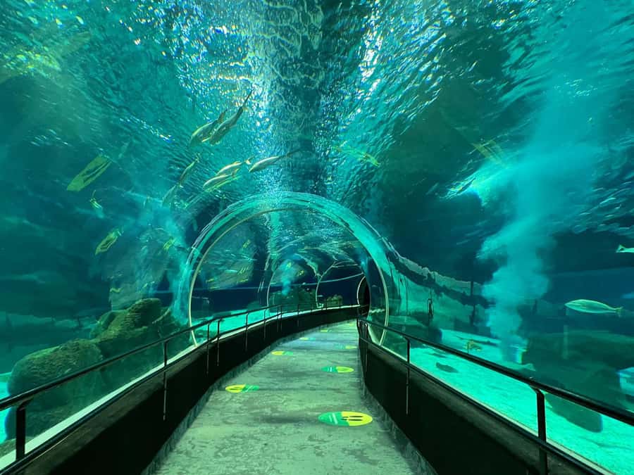 Rio de Janeiro: Marine Aquarium Entry Tickets - Boulevard Olímpico location: make it a mini Bay day