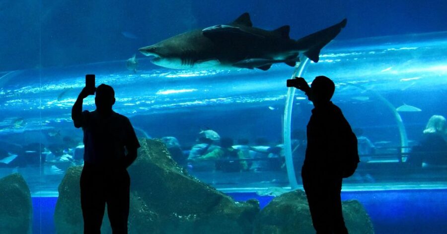 Rio de Janeiro: Marine Aquarium Entry Tickets - Pairing ideas: Aquarium plus Museum of Tomorrow, Ferris wheel, and the bay