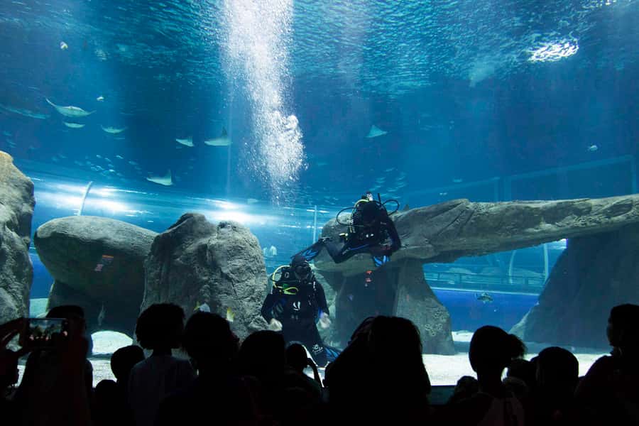 Rio de Janeiro: Marine Aquarium Entry Tickets - What you’ll see in about 2 hours