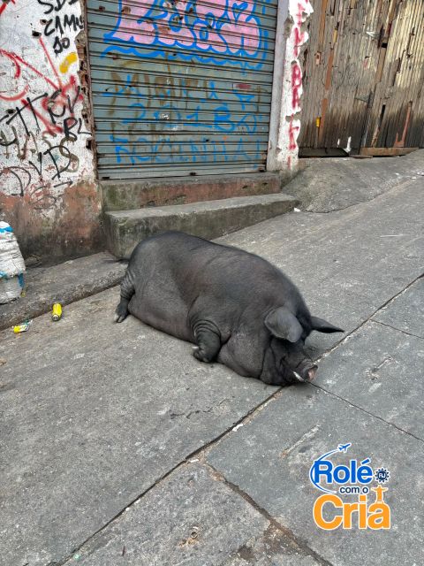 Rio de Janeiro: Rocinha Favela guided tour - Price and value: is $43 fair for 3 hours?