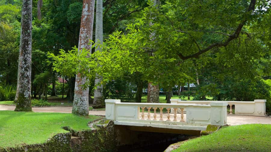 Rio de Janeiro: Tijuca National Park & Botanic Garden Tour - Should you book this Tijuca National Park and Botanical Gardens tour?
