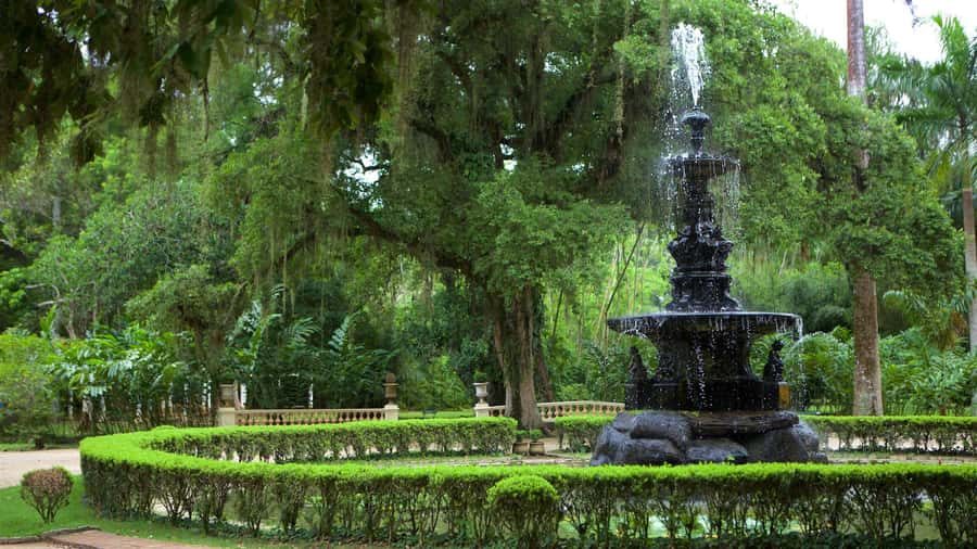 Rio de Janeiro: Tijuca National Park & Botanic Garden Tour - The Botanical Gardens: 7,000 plant species in a short visit