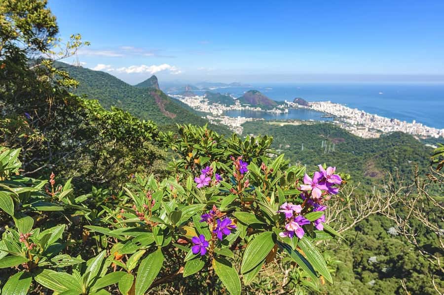 Rio de Janeiro: Tijuca National Park & Botanic Garden Tour - How much value you get for $65 in Rio terms