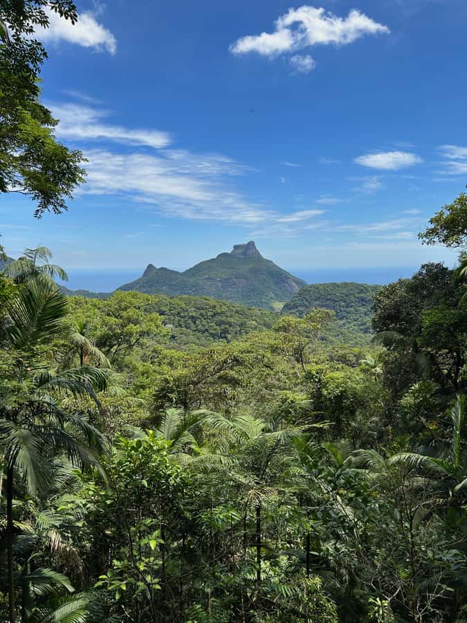 Rio de Janeiro: Tijuca National Park Tour - Entering the Tijuca National Park urban jungle