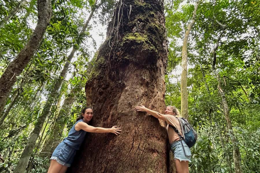 Rio de Janeiro: Tijuca National Park Tour - City viewpoints first: warm-up before the rainforest
