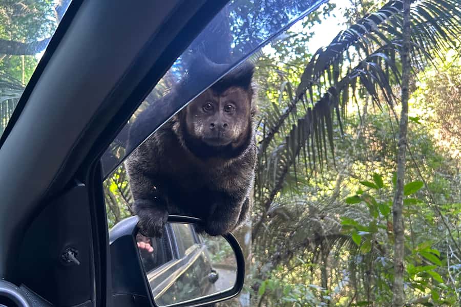 Rio de Janeiro: Tijuca National Park Tour - Pickup and timing: how the half-day really works