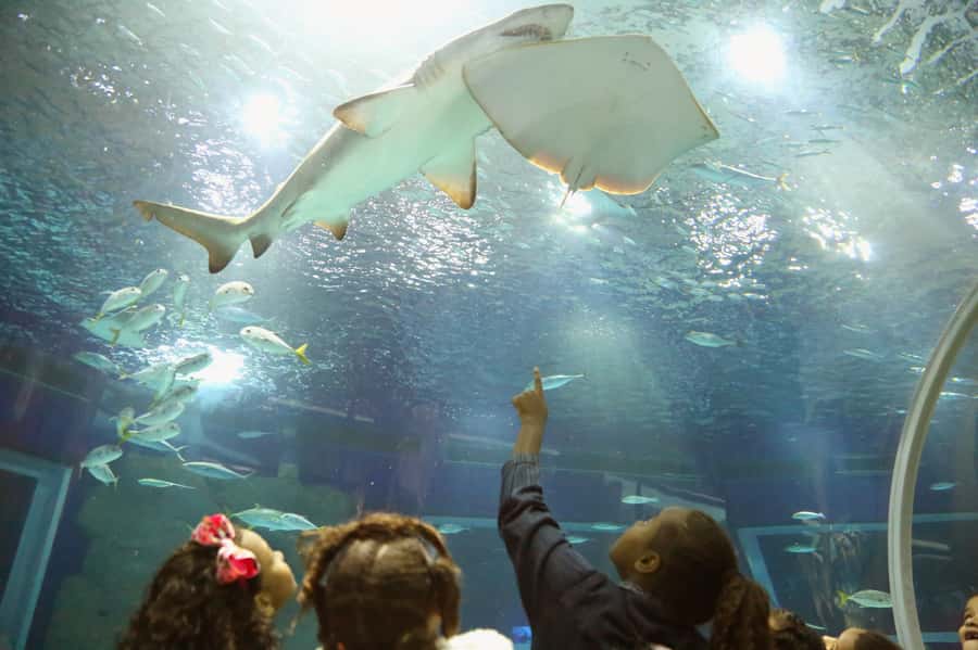Rio: Olympic Boulevard, AquaRio and Museum of Tomorrow Tour - The Big Picture: How This 4-Hour Combo Works