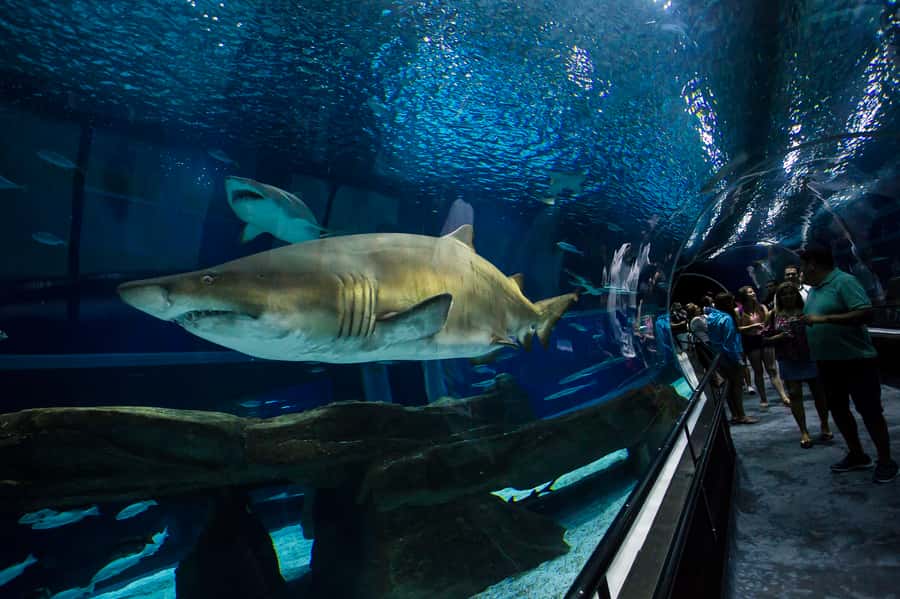 Rio: Olympic Boulevard, AquaRio and Museum of Tomorrow Tour - Museum of Tomorrow: Futuristic Science That Stays Practical