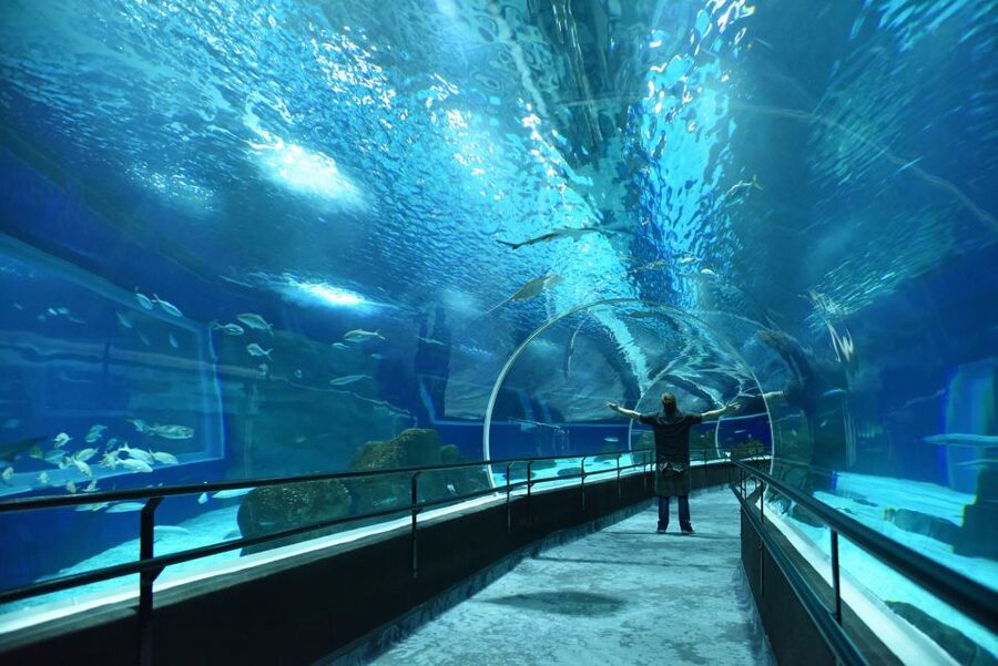 Rio: Olympic Boulevard, AquaRio and Museum of Tomorrow Tour - The Walking Reality: Why It Can Feel Like the Long Part