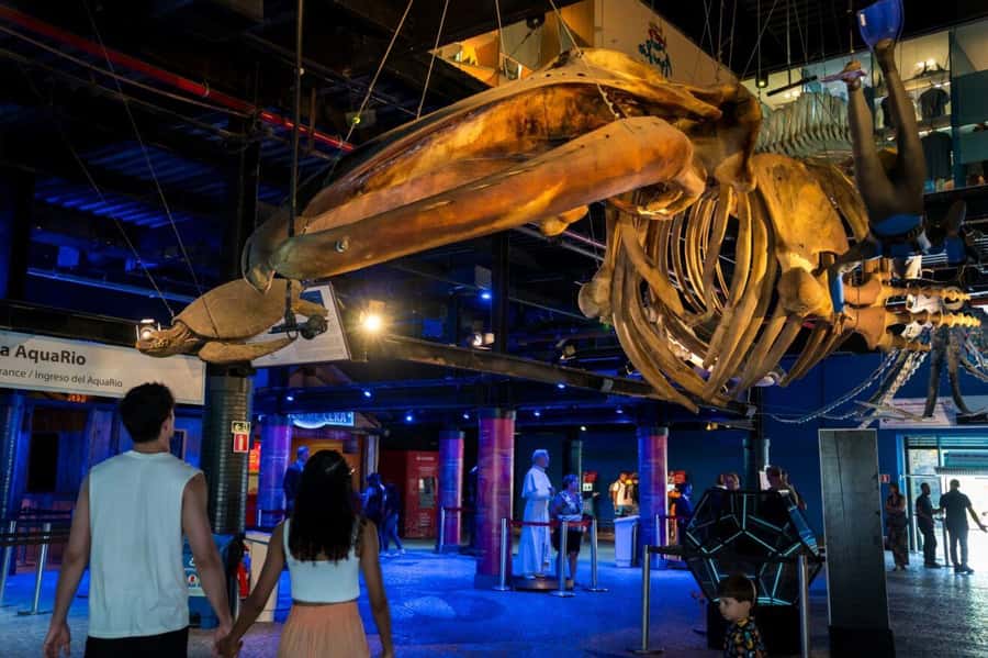 Rio: Olympic Boulevard, AquaRio and Museum of Tomorrow Tour - What You’ll Actually Need to Bring