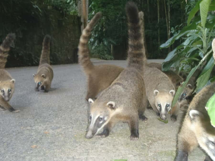 Rio: Private Tour 5 Hours Customized Tour With a Local Guide - Price and value: what $109 buys you in real Rio time