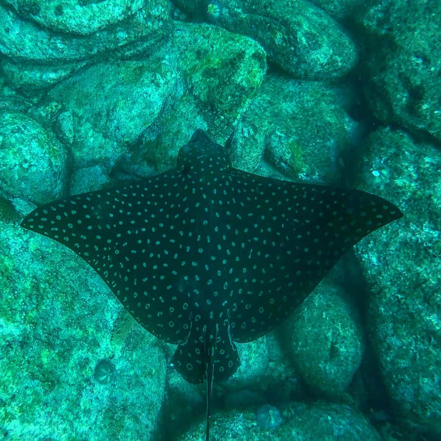 Rio: Snorkel & Swim with Turtles Tour at Tijuca Islands - Price and value: $100 for 3 hours with gear and boat included