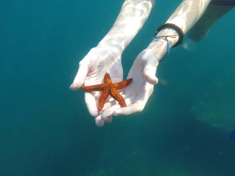 Rio: Snorkel & Swim with Turtles Tour at Tijuca Islands - What to bring so sun and water do not steal your day