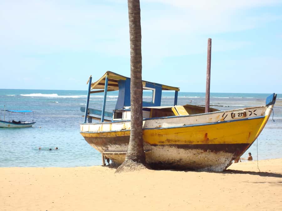Salvador: Praia Do Forte and Guarajuba Beach Day Trip - Key highlights to look forward to