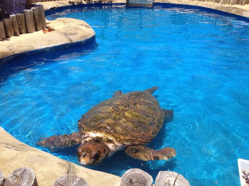Salvador: Praia Do Forte and Guarajuba Beach Day Trip - Projeto Tamar Sea Turtle Conservation: What You’ll Learn and How to Plan
