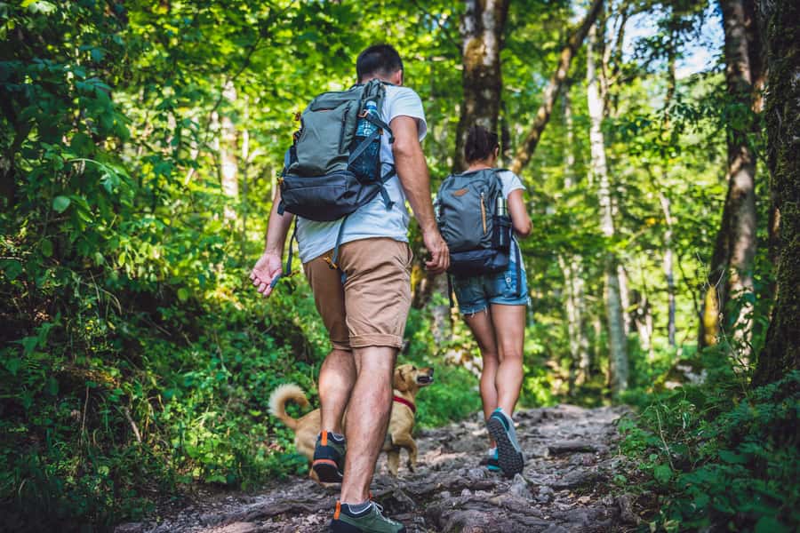 São Paulo: Atlantic Forest Hike in Jaraguá Park with Picnic - Shaded Trails and Two Lookouts With Real 360 Views