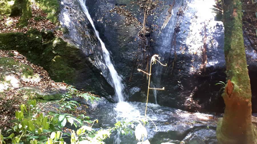 São Paulo: Cantareira Natural Park Guided Rainforest Hike - Getting there: pickup rules you should check before you book