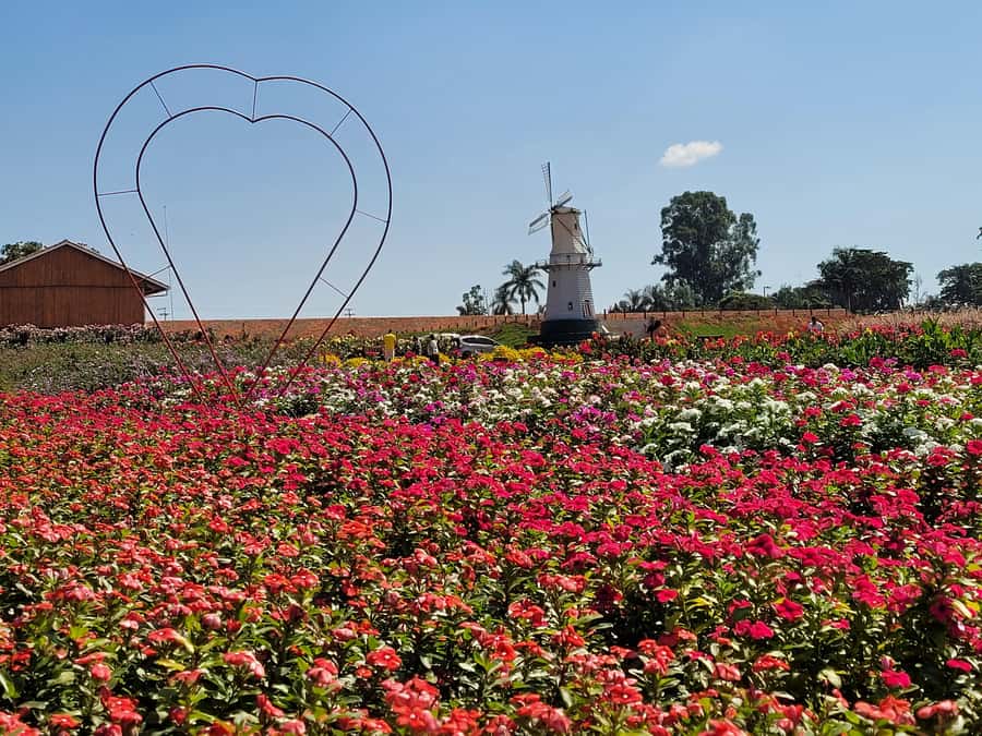 São Paulo: Holambra Colorful Flower Farm Guided Day Trip - Key things that make this day trip work