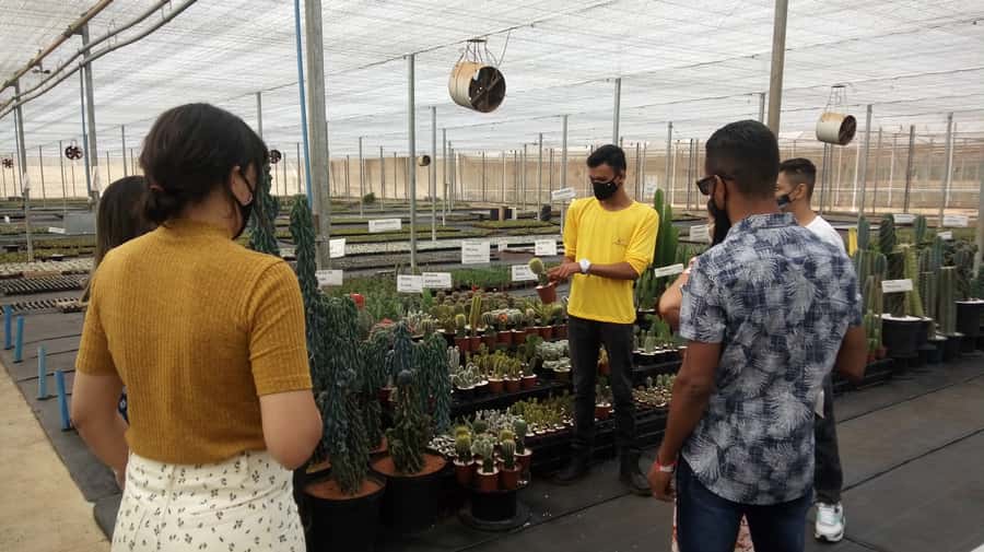 São Paulo: Holambra Colorful Flower Farm Guided Day Trip - Why Holambra feels like a Dutch postcard